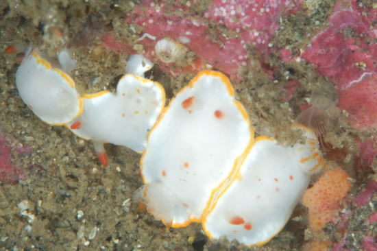 VLS